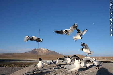 Gaviotas andinas. - Chile - Otros AMÉRICA del SUR. Foto No. 51655