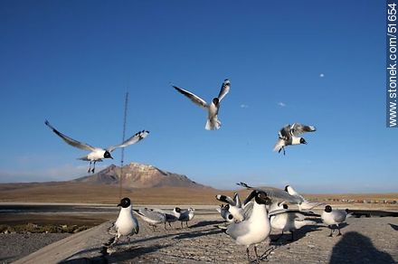 Gaviotas andinas. - Chile - Otros AMÉRICA del SUR. Foto No. 51654