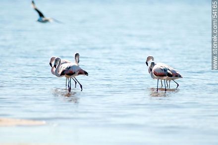 Flamingos in the lagoon of Jose Ignacio - Punta del Este and its near resorts - URUGUAY. Photo #54165