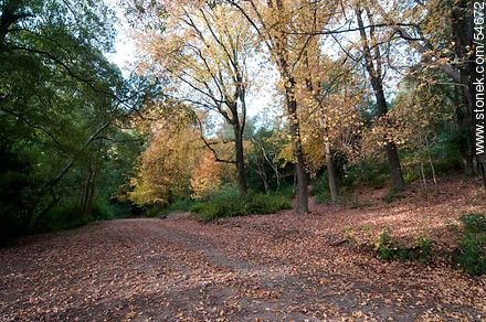 Autumn way in Arboretum Lussich - Punta del Este and its near resorts - URUGUAY. Photo #54672