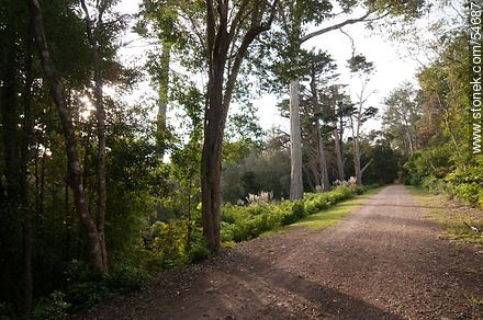 Way in Arboretum Lussich - Punta del Este and its near resorts - URUGUAY. Photo #54687