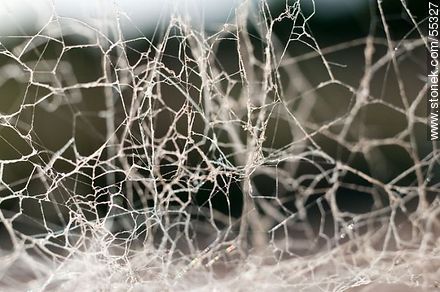 Tangle of cobwebs to dust adhering - Fauna - MORE IMAGES. Photo #55327