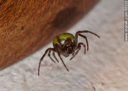Spider dark body with white hair and green belly  - Fauna - MORE IMAGES. Photo #55323