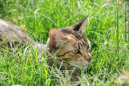 Gato doméstico acechando entre los pastos crecidos - Fauna - IMÁGENES VARIAS. Foto No. 55417