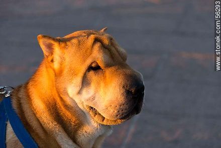 Chinese Shar Pei Dog Breed - Fauna - MORE IMAGES. Photo #56293
