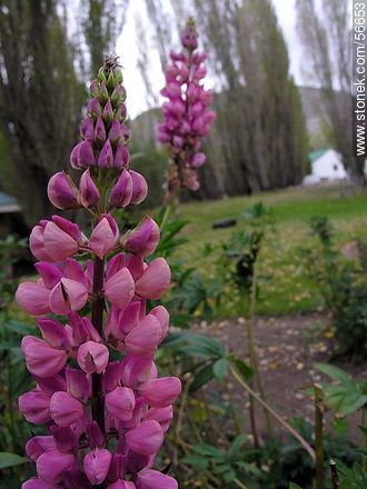Flora silvestre -  - ARGENTINA. Foto No. 56653