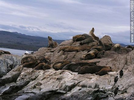 Isla de Lobos de Ushuaia. Cormoranes y lobos marinos. -  - ARGENTINA. Foto No. 56859