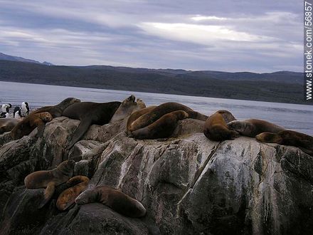 Isla de Lobos de Ushuaia. Cormoranes y lobos marinos. -  - ARGENTINA. Foto No. 56857