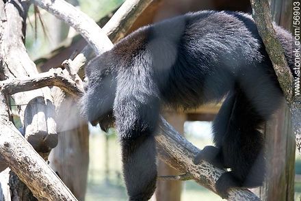 Caraya Monkey in Zoo Park Rodolfo Tálice - Flores - URUGUAY. Photo #56903