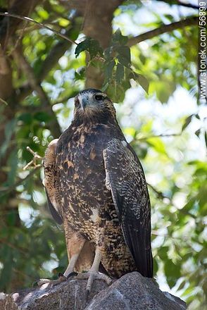 Bay-winged (or Harris's) Hawk - Flores - URUGUAY. Photo #56899
