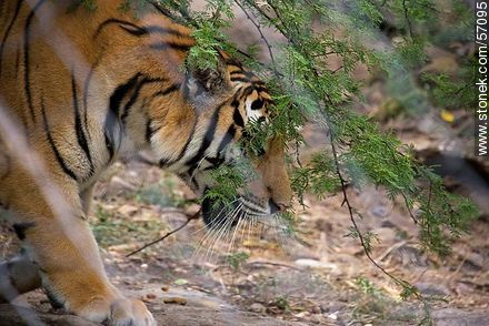 Salto Municipal Zoo. Bengal Tiger. - Fauna - MORE IMAGES. Photo #57095