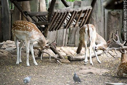 Salto Municipal Zoo. Deers. - Department of Salto - URUGUAY. Photo #57075