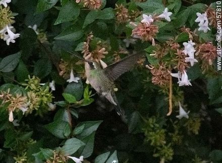 Hummingbird - Fauna - MORE IMAGES. Photo #57810