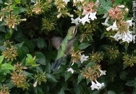 Hummingbird - Fauna - MORE IMAGES. Photo #57808