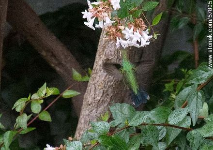 Hummingbird - Fauna - MORE IMAGES. Photo #57805