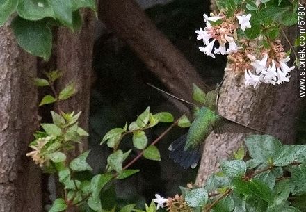 Hummingbird - Fauna - MORE IMAGES. Photo #57804