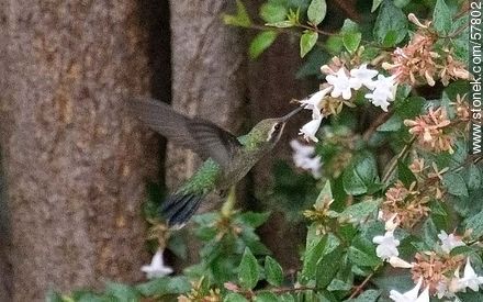 Hummingbird - Fauna - MORE IMAGES. Photo #57802
