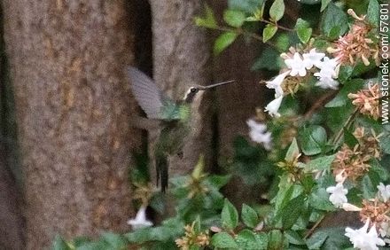 Hummingbird - Fauna - MORE IMAGES. Photo #57801