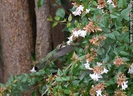 Hummingbird - Fauna - MORE IMAGES. Photo #57800