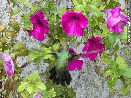 Hummingbird - Fauna - MORE IMAGES. Photo #57798