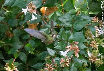 Colibrí - Fauna - IMÁGENES VARIAS. Foto No. 57793