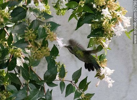 Colibrí - Fauna - IMÁGENES VARIAS. Foto No. 57790