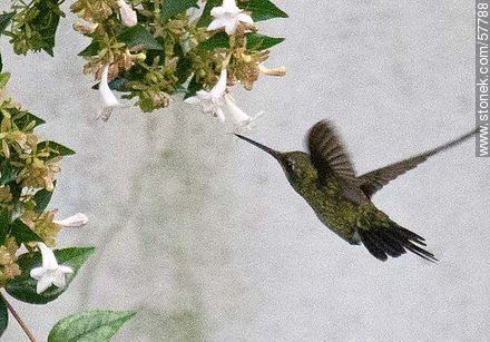 Colibrí - Fauna - IMÁGENES VARIAS. Foto No. 57788