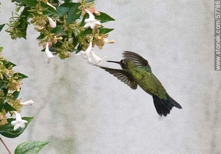 Colibrí - Fauna - IMÁGENES VARIAS. Foto No. 57786