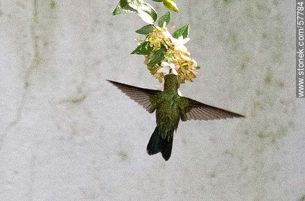 Colibrí - Fauna - IMÁGENES VARIAS. Foto No. 57784