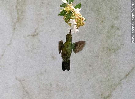 Colibrí - Fauna - IMÁGENES VARIAS. Foto No. 57783