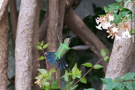 Hummingbird - Fauna - MORE IMAGES. Photo #57777