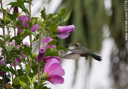 Hummingbird - Fauna - MORE IMAGES. Photo #57776