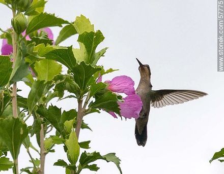 Hummingbird - Fauna - MORE IMAGES. Photo #57775