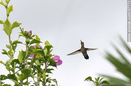 Hummingbird - Fauna - MORE IMAGES. Photo #57773