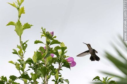 Hummingbird - Fauna - MORE IMAGES. Photo #57772