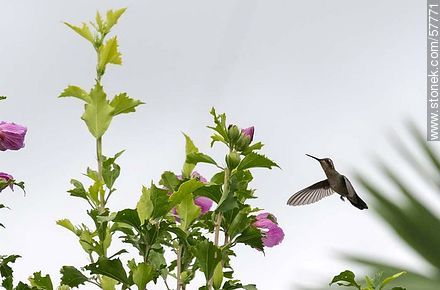Hummingbird - Fauna - MORE IMAGES. Photo #57771