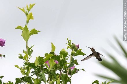 Hummingbird - Fauna - MORE IMAGES. Photo #57770