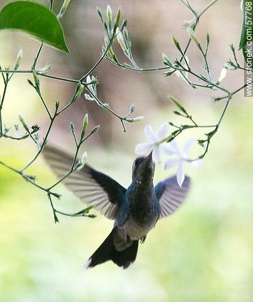 Hummingbird - Fauna - MORE IMAGES. Photo #57768