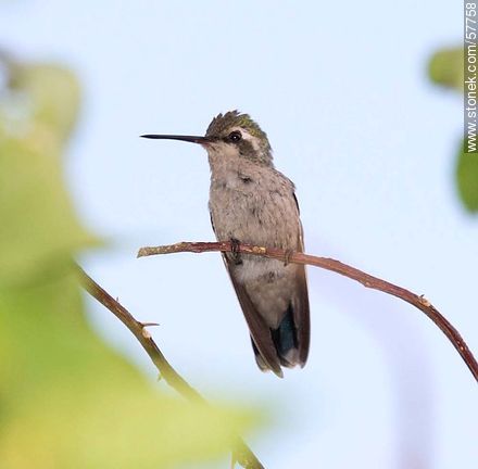 Colibrí - Fauna - IMÁGENES VARIAS. Foto No. 57758