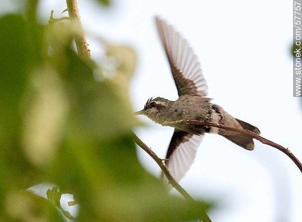 Colibrí - Fauna - IMÁGENES VARIAS. Foto No. 57757