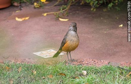 Song Thrush - Fauna - MORE IMAGES. Photo #57851