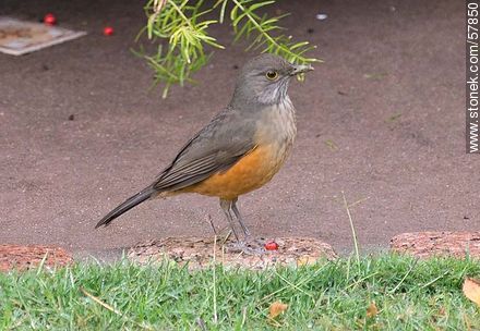 Zorzal - Fauna - IMÁGENES VARIAS. Foto No. 57850