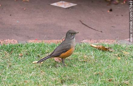 Song Thrush - Fauna - MORE IMAGES. Photo #57849