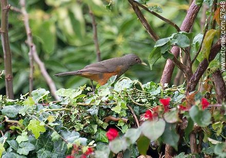 Zorzal - Fauna - IMÁGENES VARIAS. Foto No. 57848