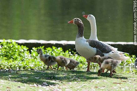 Familia Ganso en el Parque Rivera - Fauna - IMÁGENES VARIAS. Foto No. 57895