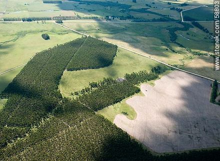 Aerial view of young eucalypt forests - Department of Rocha - URUGUAY. Photo #58803