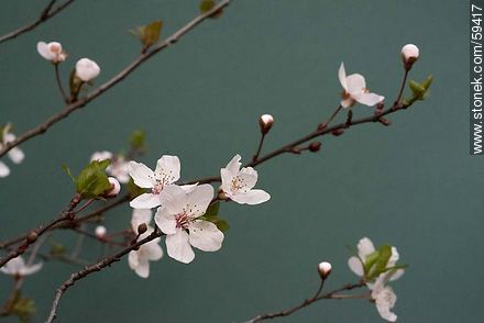 Garden Plum blossoms in late August in the Southern Hemisphere - Flora - MORE IMAGES. Photo #59417