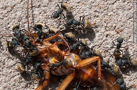 Black ants eating a cockroach - Fauna - MORE IMAGES. Photo #59443
