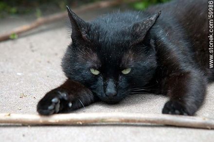 Black cat - Fauna - MORE IMAGES. Photo #59986