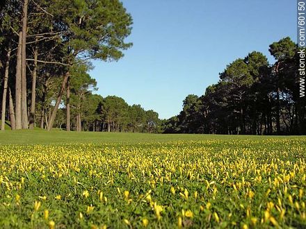 Golf park at Hotel del Lago - Punta del Este and its near resorts - URUGUAY. Photo #60150